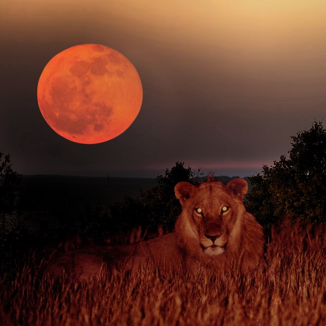 What Each Zodiac Sign Needs for Leo Season & Mercury Retrograde